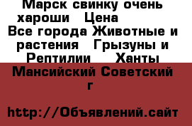 Марск свинку очень хароши › Цена ­ 2 000 - Все города Животные и растения » Грызуны и Рептилии   . Ханты-Мансийский,Советский г.